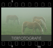 Fotogalerie: Tierphotographie